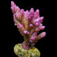 Acropora loripes S Pink