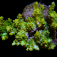 Acropora microclados M Strawberry shortcake green yellow