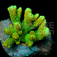 Acropora millepora