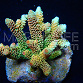 Acropora millepora