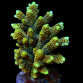 Acropora millepora 4-6cm Gold