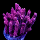 Acropora millepora 4-6cm Pink with green polypes