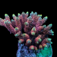 Acropora millepora 4-6cm Purple / pink