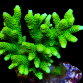 Acropora millepora 6-10cm Green