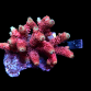 Acropora millepora M Red