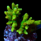 Acropora millepora S Forest fire green with orange tentacules