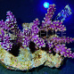 Acropora nana