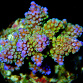 Acropora nasuta