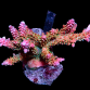 Acropora natalensis S Red