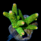 Acropora papillare M Green tip orange