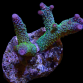Acropora papillare M Purple