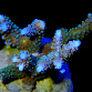 Acropora parilis M Blue
