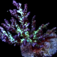 Acropora plana 4-6cm Green purple