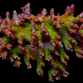Acropora plana M Red