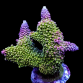 Acropora robusta M Green with orange tips