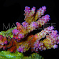 Acropora secale