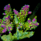 Acropora secale 4-6cm Green purple
