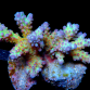 Acropora secale 4-6cm Rainbow