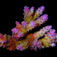 Acropora secale M Purple