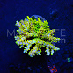 Acropora selago