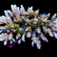 Acropora selago 6-10cm Yellow