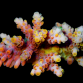 Acropora selago M Red yellow