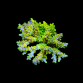 Acropora selago S Pikachu