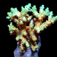Acropora selago S Rainbow