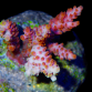 Acropora selago S Red