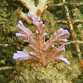 Acropora simplex