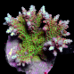 Acropora solitaryensis M Red with green tentacles