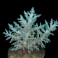 Acropora speciosa M Blue pastel