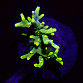 Acropora spp selected N07