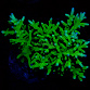 Acropora spp selected N18