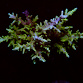 Acropora spp selected N24
