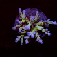 Acropora spp selected N25