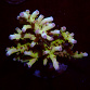 Acropora spp selected N29