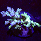 Acropora spp selected N31