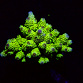 Acropora spp selected N39