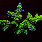 Acropora spp selected N40