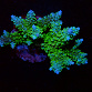 Acropora spp selected N45