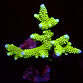 Acropora spp selected N56