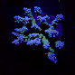 Acropora spp selected N74