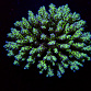 Acropora spp selected N78