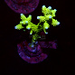 Acropora spp selected N84
