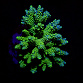 Acropora spp selected N87