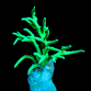 Acropora suharsonoi S Green lime