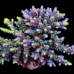 Acropora tenuis 6-10cm Armageddon