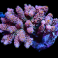 Acropora tenuis M Rainbow