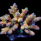 Acropora tenuis M Rainbow vari&eacute;t&eacute; 3